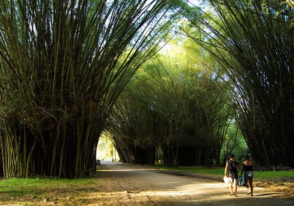 El Jardín Botánico Lancetilla contará con Canopy – RadioHouse